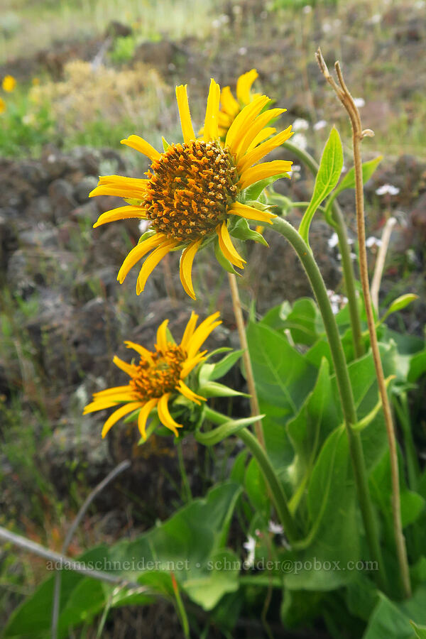 Carey's balsamroot with abnormally skinny petals (Balsamorhiza careyana) [Starvation Lane, Cottonwood Canyon State Park, Sherman County, Oregon]