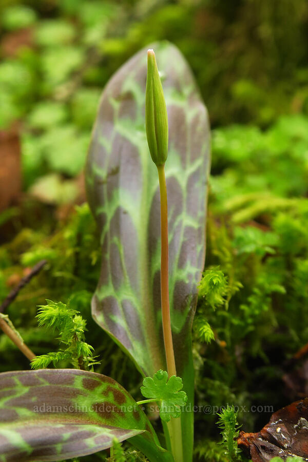 Oregon fawn lily, budding (Erythronium oregonum) [Liberty Hill, St. Helens, Columbia County, Oregon]