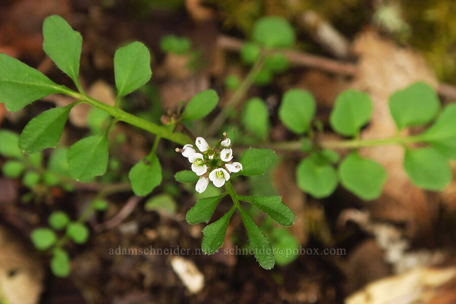 bitter-cress (Cardamine sp.) [Liberty Hill, St. Helens, Columbia County, Oregon]
