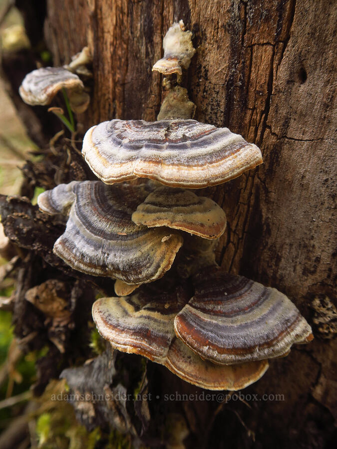 turkey-tail fungus (Trametes versicolor) [Liberty Hill, St. Helens, Columbia County, Oregon]