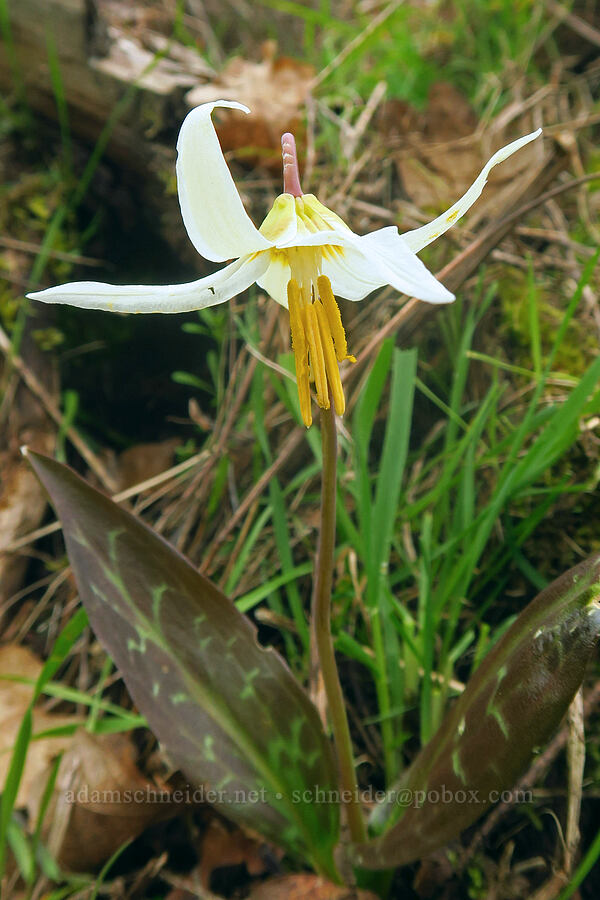 Oregon fawn lily (Erythronium oregonum) [Liberty Hill, St. Helens, Columbia County, Oregon]