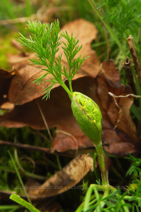 spring-gold desert parsley, budding (Lomatium utriculatum) [Liberty Hill, St. Helens, Columbia County, Oregon]
