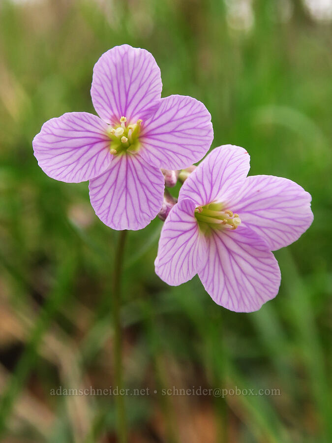 oaks toothwort (Cardamine nuttallii) [Liberty Hill, St. Helens, Columbia County, Oregon]
