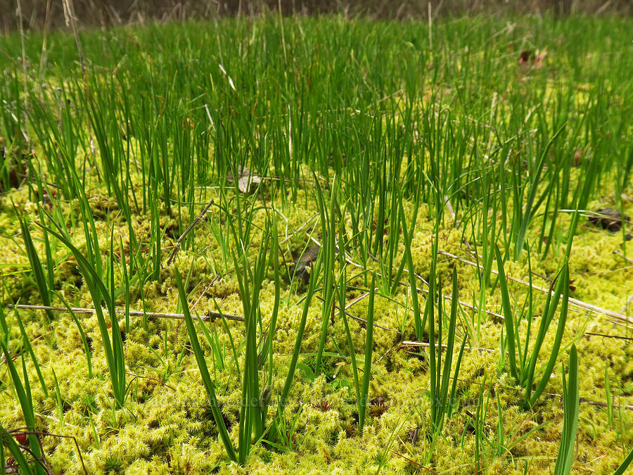 camas shoots (Camassia quamash) [Liberty Hill, St. Helens, Columbia County, Oregon]