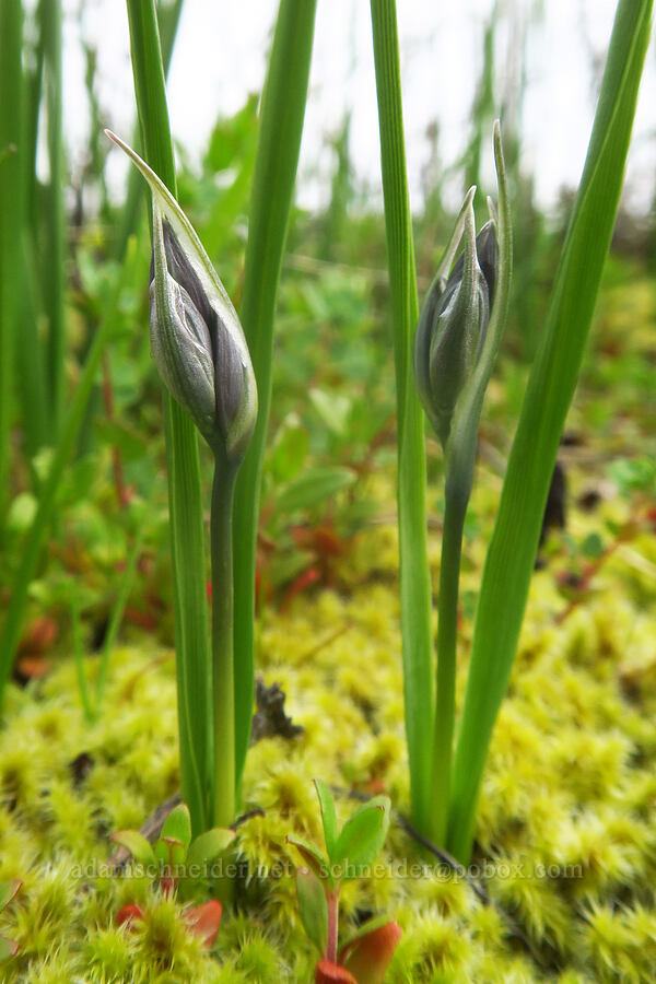 camas, budding (Camassia quamash) [Liberty Hill, St. Helens, Columbia County, Oregon]