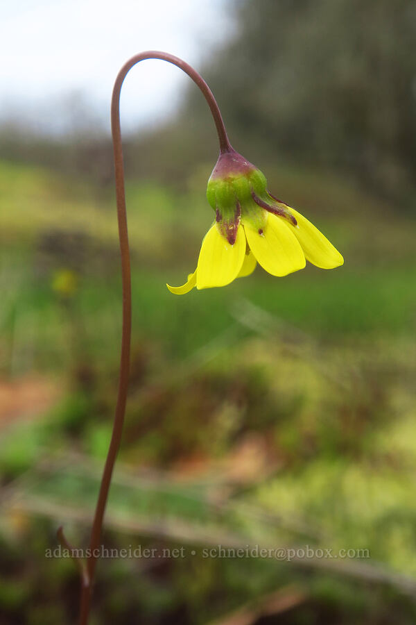 gold star (Crocidium multicaule) [Liberty Hill, St. Helens, Columbia County, Oregon]