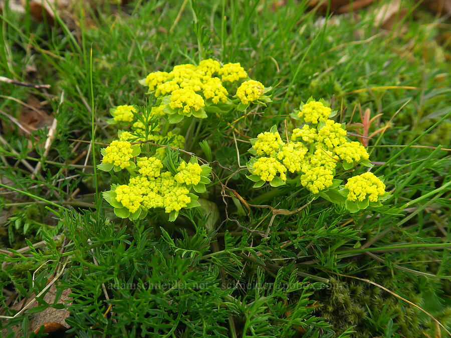 spring-gold desert parsley (Lomatium utriculatum) [Liberty Hill, St. Helens, Columbia County, Oregon]