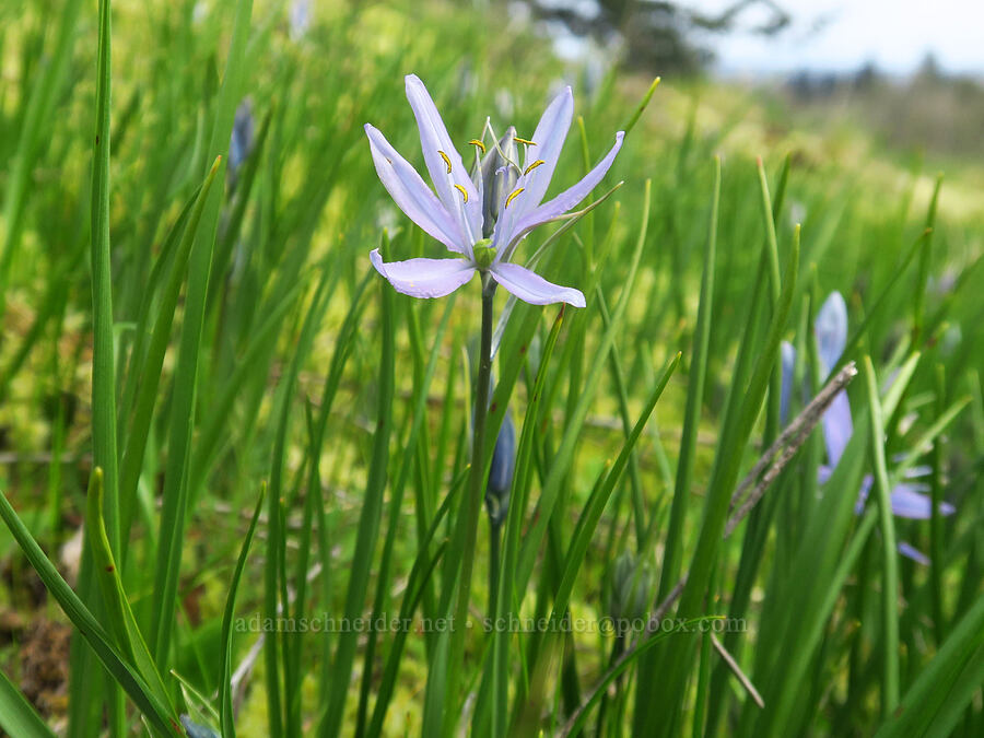 camas (Camassia quamash) [Liberty Hill, St. Helens, Columbia County, Oregon]