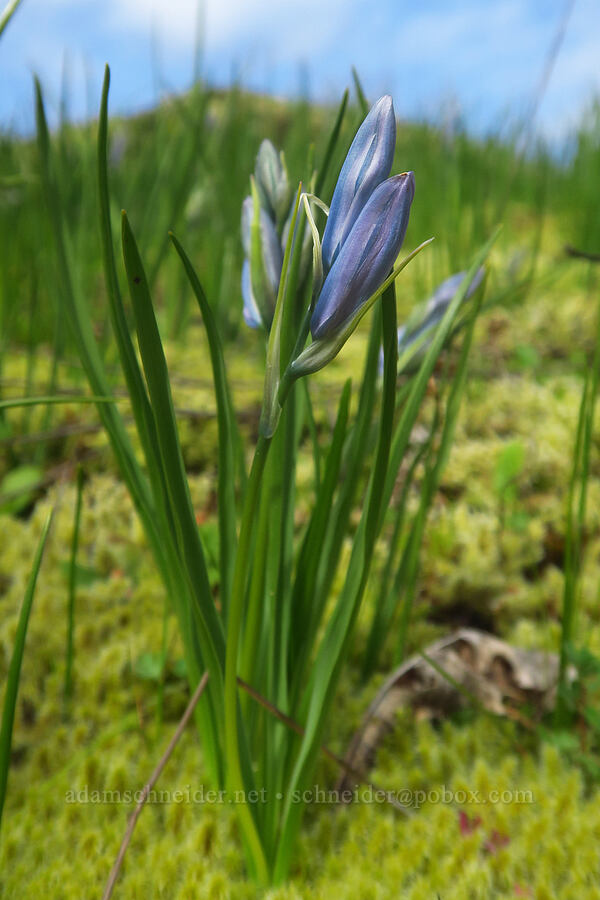 camas, budding (Camassia quamash) [Liberty Hill, St. Helens, Columbia County, Oregon]