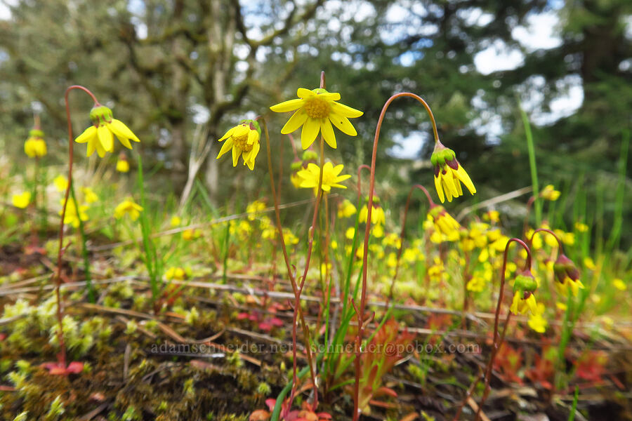 gold stars (Crocidium multicaule) [Liberty Hill, St. Helens, Columbia County, Oregon]