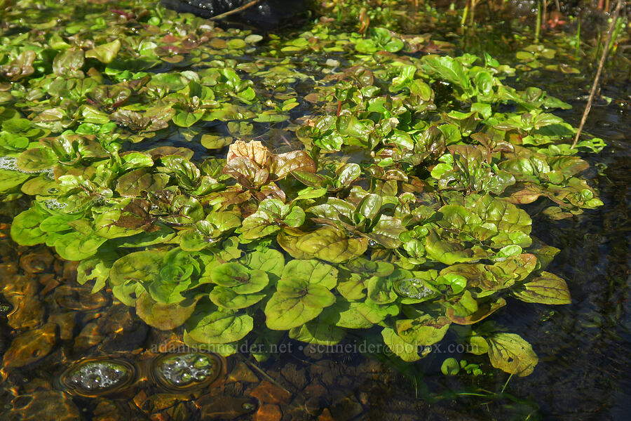 semi-submerged monkeyflower leaves (Erythranthe guttata (Mimulus guttatus)) [Liberty Hill, St. Helens, Columbia County, Oregon]
