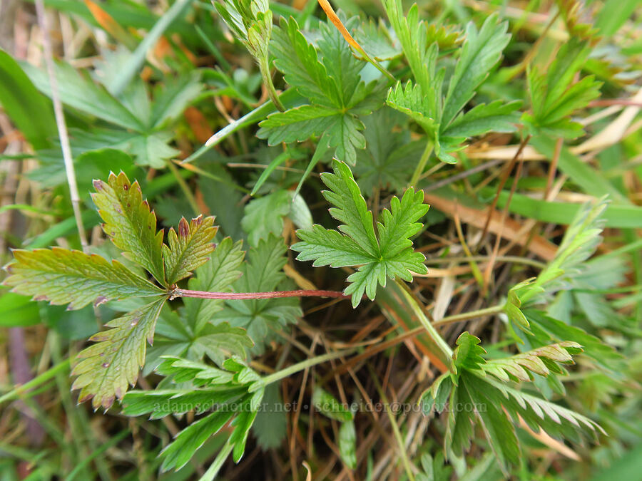 slender cinquefoil leaves (Potentilla gracilis) [Liberty Hill, St. Helens, Columbia County, Oregon]