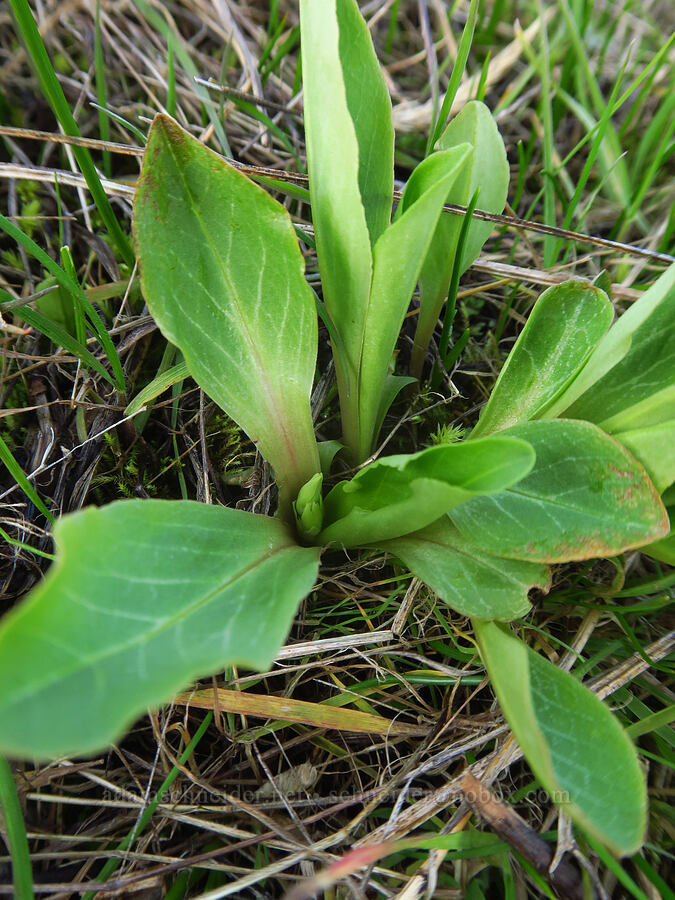 few-flowered shooting star, just getting started (Dodecatheon pulchellum var. macrocarpum (Primula pauciflora var. macrocarpa)) [Liberty Hill, St. Helens, Columbia County, Oregon]