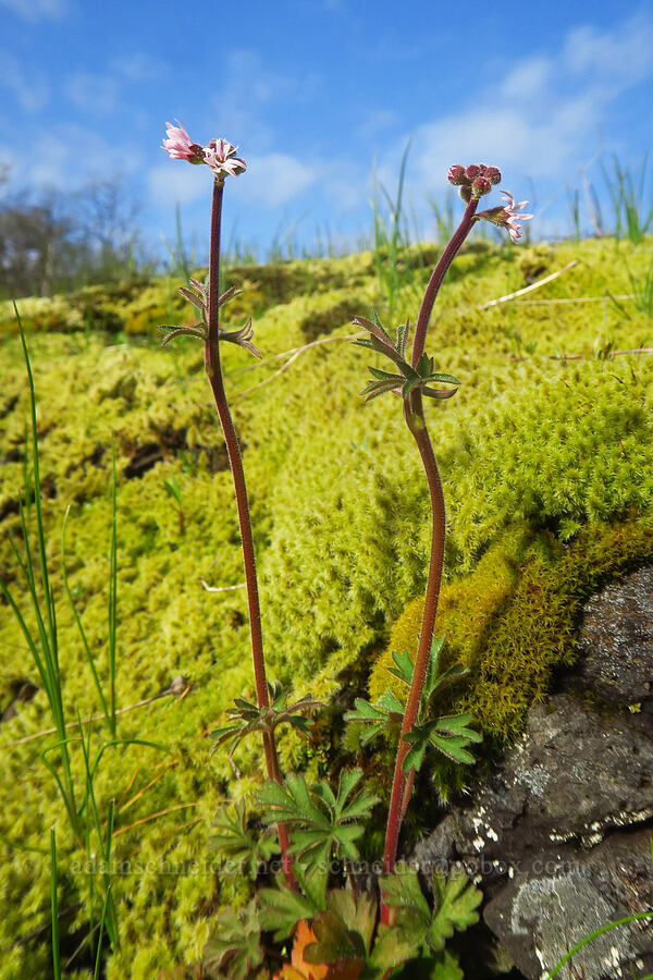 prairie stars (Lithophragma parviflorum) [Liberty Hill, St. Helens, Columbia County, Oregon]