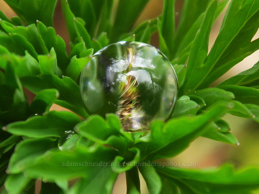 water droplet on bleeding heart leaves (Dicentra formosa) [Liberty Hill, St. Helens, Columbia County, Oregon]