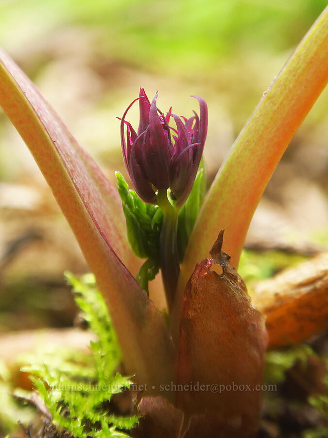 bleeding hearts, budding (Dicentra formosa) [Liberty Hill, St. Helens, Columbia County, Oregon]