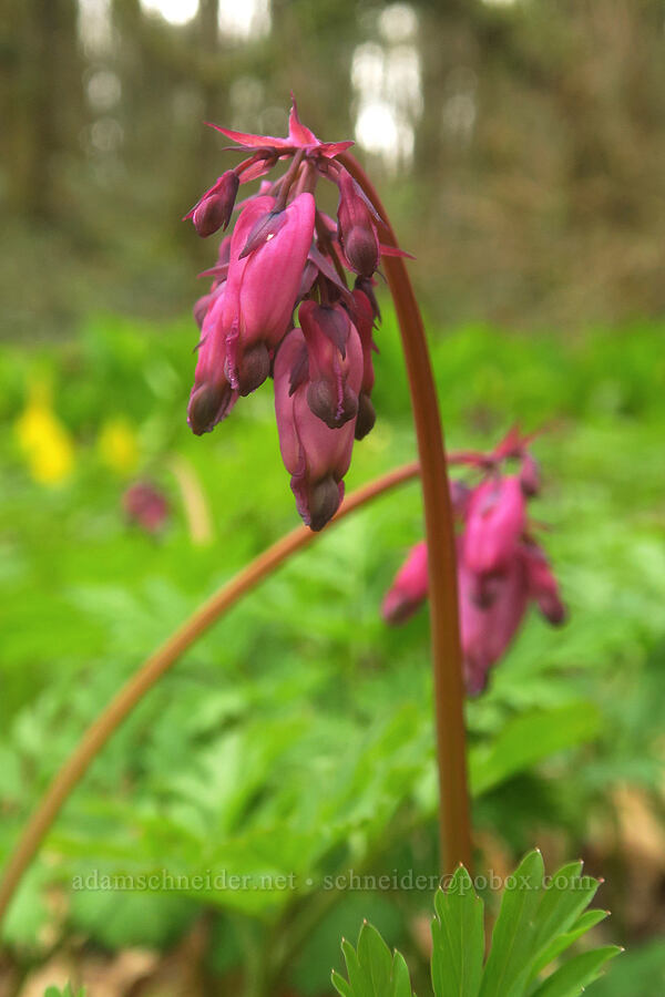 bleeding hearts, budding (Dicentra formosa) [Liberty Hill, St. Helens, Columbia County, Oregon]