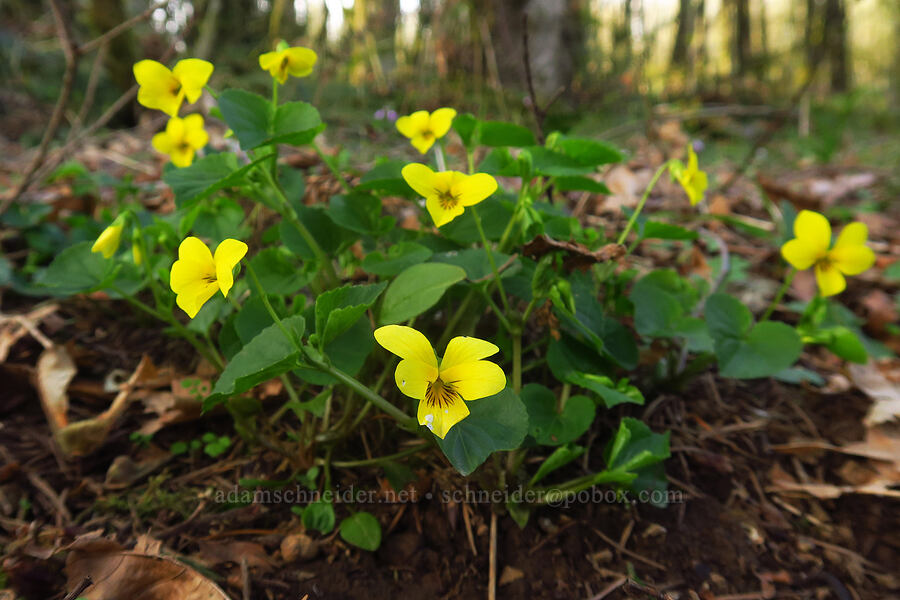 pioneer violets (Viola glabella) [Liberty Hill, St. Helens, Columbia County, Oregon]