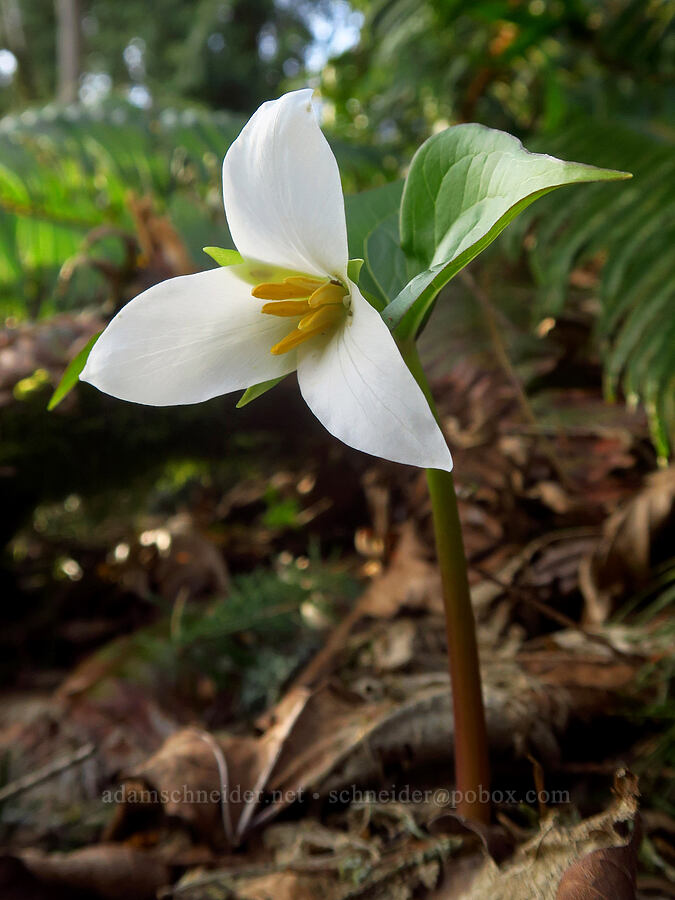 western trillium (Trillium ovatum) [Liberty Hill, St. Helens, Columbia County, Oregon]