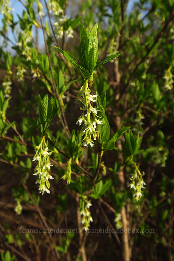 Indian plum (osoberry) flowers (Oemleria cerasiformis) [Liberty Hill, St. Helens, Columbia County, Oregon]