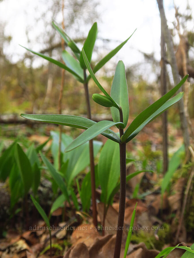 checker lilies, budding (Fritillaria affinis) [Liberty Hill, St. Helens, Columbia County, Oregon]