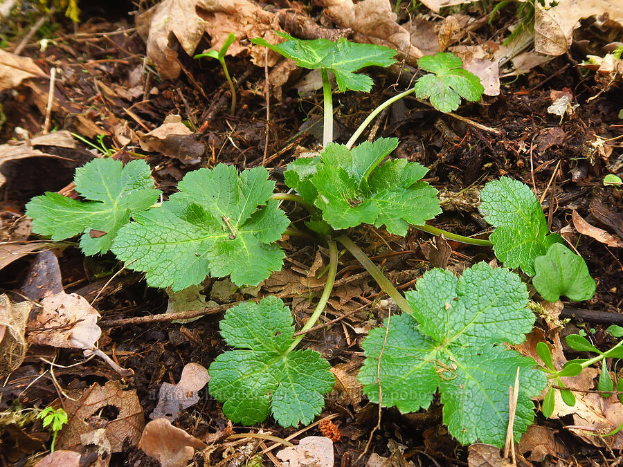Pacific sanicle leaves (Sanicula crassicaulis) [Liberty Hill, St. Helens, Columbia County, Oregon]