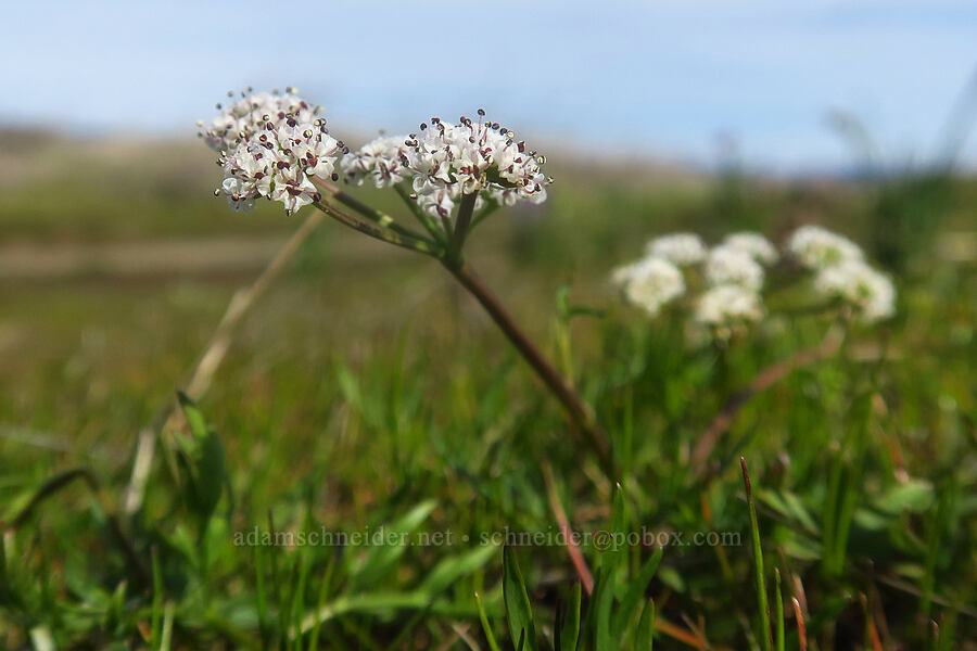 Piper's desert parsley (Lomatium piperi) [Rowena Plateau, Wasco County, Oregon]