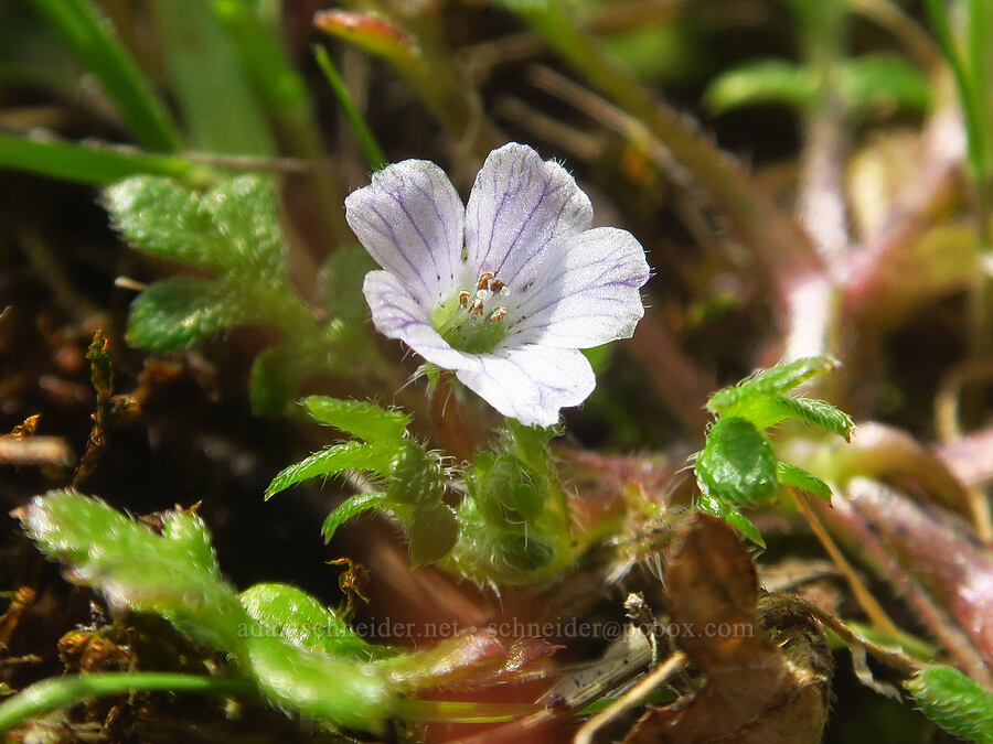 meadow baby-blue-eyes (Nemophila pedunculata) [Rowena Plateau, Wasco County, Oregon]