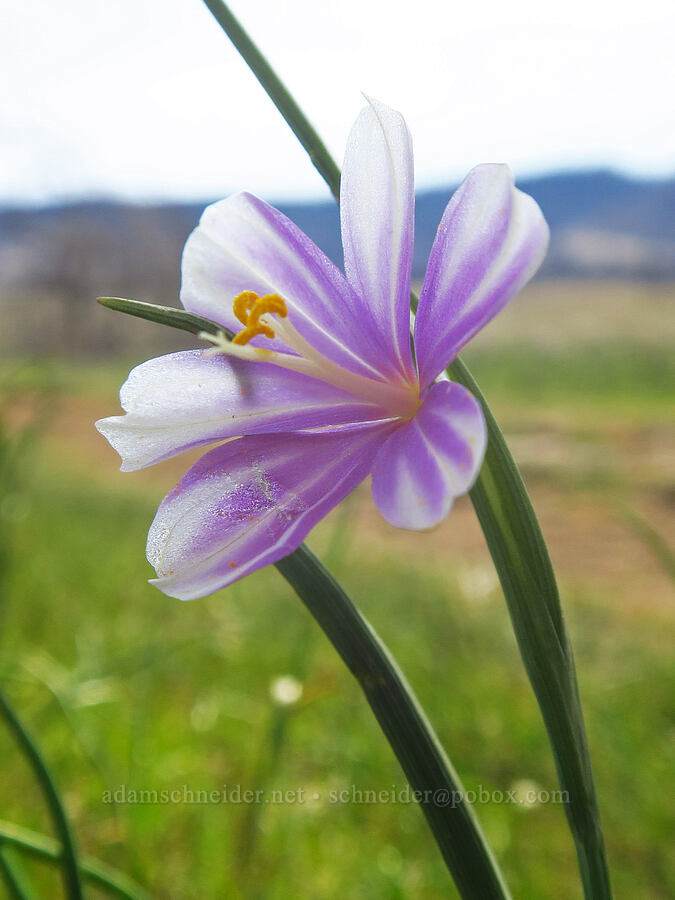 striped grass-widow (Olsynium douglasii) [Rowena Plateau, Wasco County, Oregon]