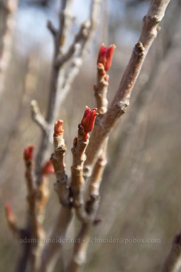 poison-oak leaf buds (Toxicodendron diversilobum (Rhus diversiloba)) [Rowena Plateau, Wasco County, Oregon]