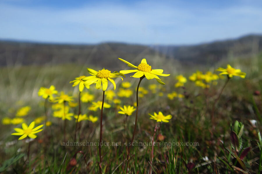 gold stars (Crocidium multicaule) [Rowena Plateau, Wasco County, Oregon]