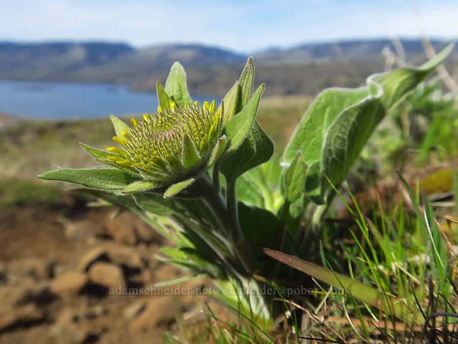 balsamroot, budding (Balsamorhiza sp.) [Rowena Plateau, Wasco County, Oregon]