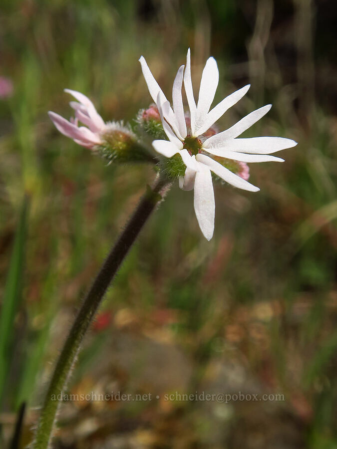 prairie stars (Lithophragma parviflorum) [Rowena Plateau, Wasco County, Oregon]