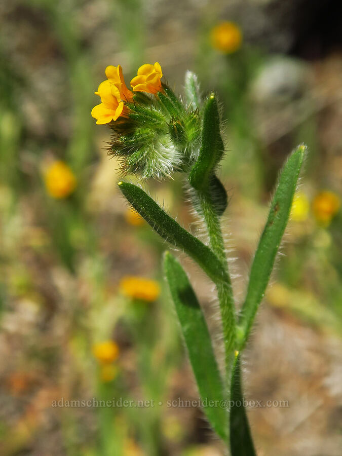 fiddleneck (Amsinckia menziesii) [Rowena Plateau, Wasco County, Oregon]