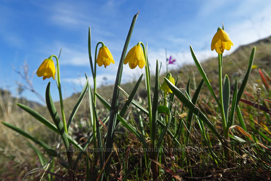 yellow bells (Fritillaria pudica) [Rowena Dell, Wasco County, Oregon]