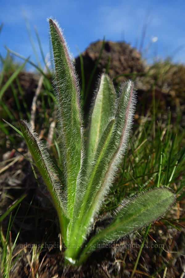 Scouler's hawkweed leaves (Hieracium scouleri) [Rowena Dell, Wasco County, Oregon]
