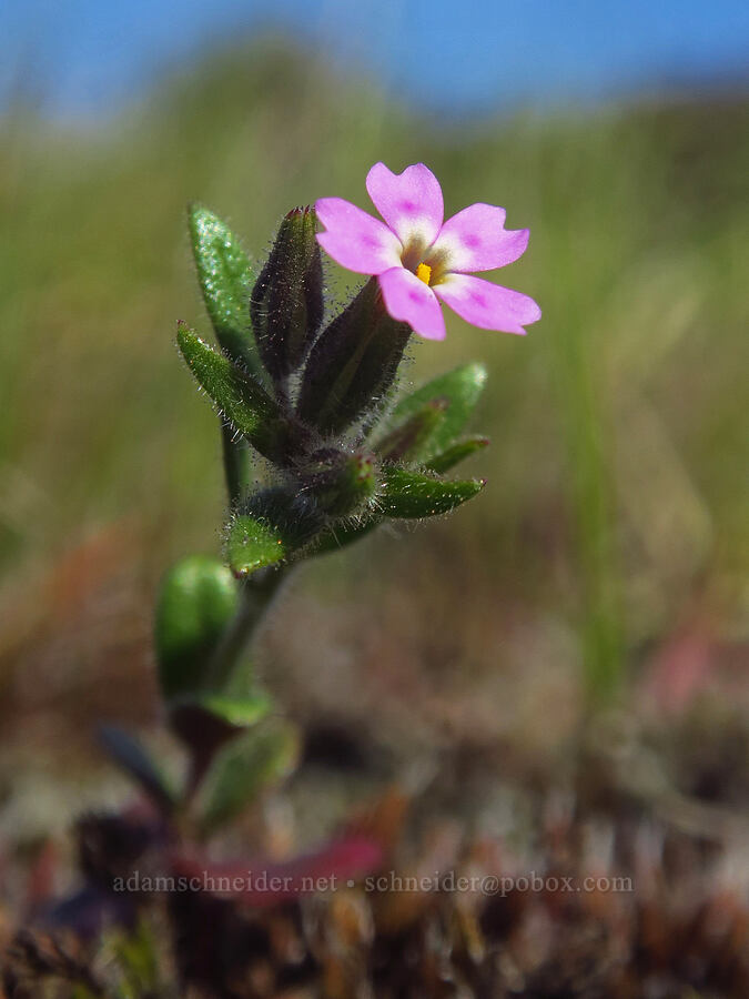 slender phlox (Microsteris gracilis (Phlox gracilis)) [Rowena Dell, Wasco County, Oregon]
