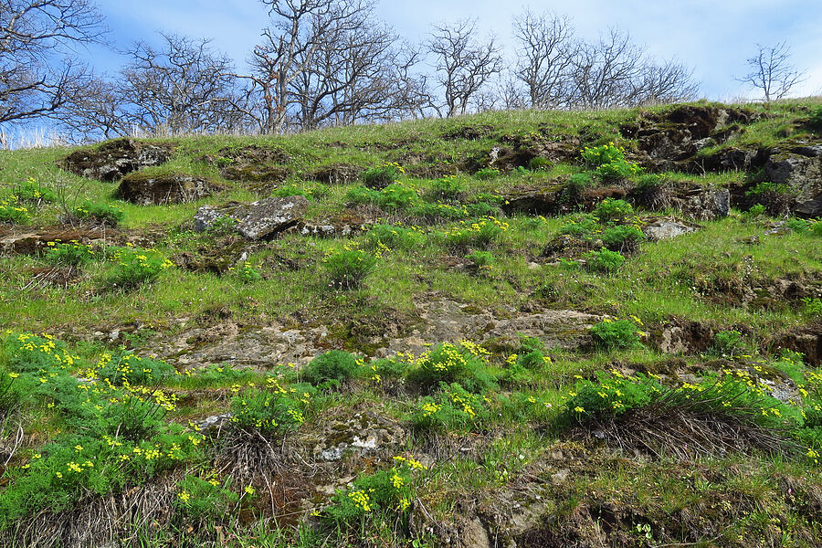 Klickitat desert parsley (Lomatium klickitatense (Lomatium grayi)) [Rowena Dell, Wasco County, Oregon]