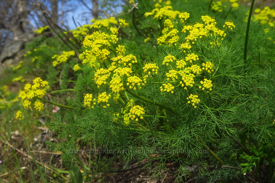 Klickitat desert parsley (Lomatium klickitatense (Lomatium grayi)) [Rowena Dell, Wasco County, Oregon]