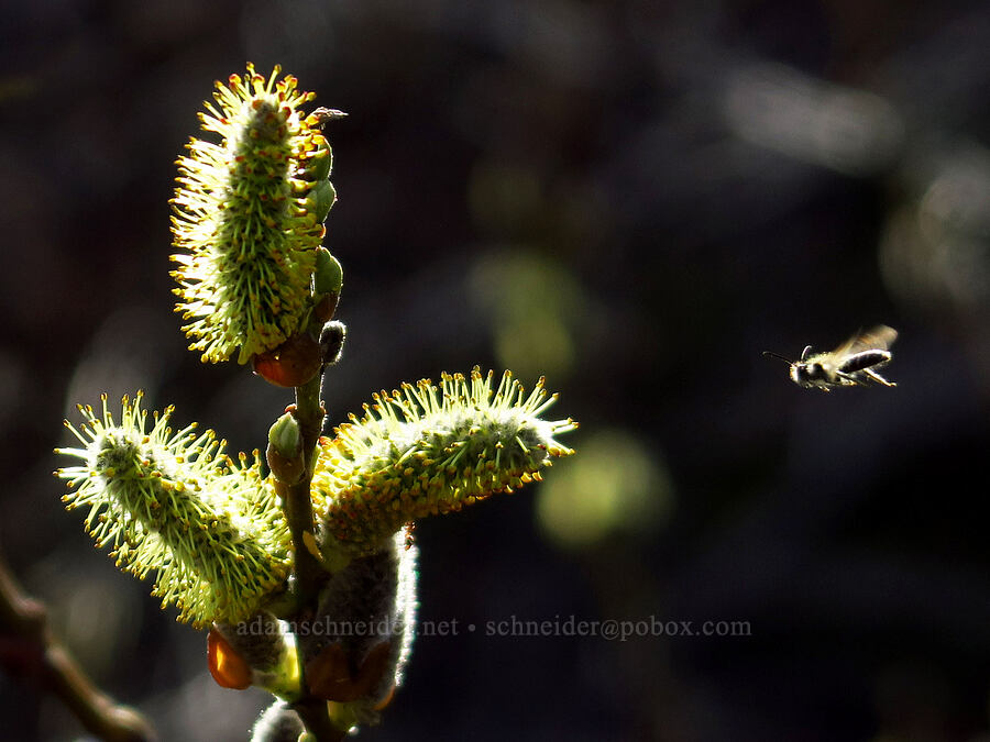 mining bee & willow flowers (Andrena sp., Salix sp.) [Rowena Dell, Wasco County, Oregon]