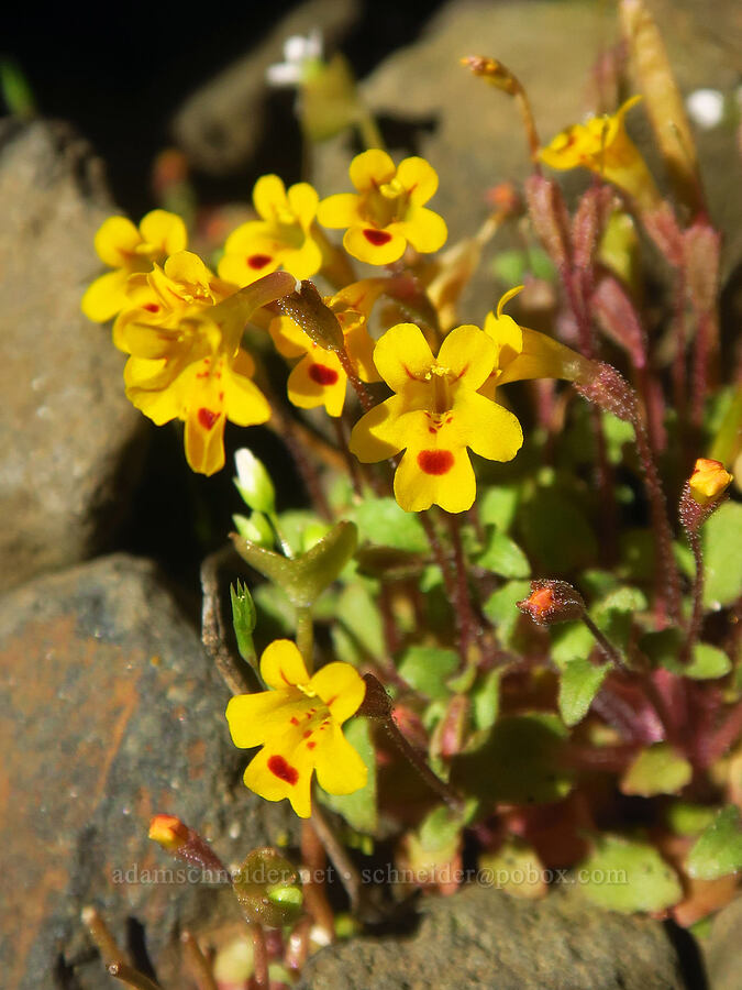 chickweed monkeyflower (Erythranthe alsinoides (Mimulus alsinoides)) [Rowena Plateau, Wasco County, Oregon]