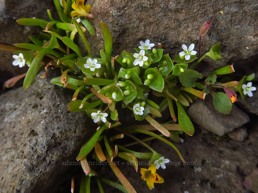 line-leaf miner's lettuce (Claytonia parviflora ssp. parviflora (Montia parviflora ssp. parviflora)) [Rowena Plateau, Wasco County, Oregon]