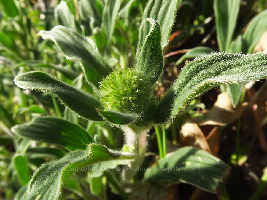 silver-leaf phacelia, budding (Phacelia hastata) [Rowena Plateau, Wasco County, Oregon]