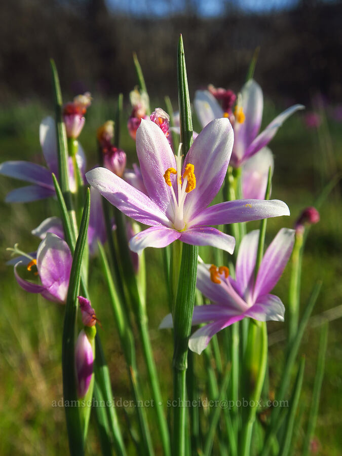 striped grass-widows (Olsynium douglasii) [Rowena Plateau, Wasco County, Oregon]