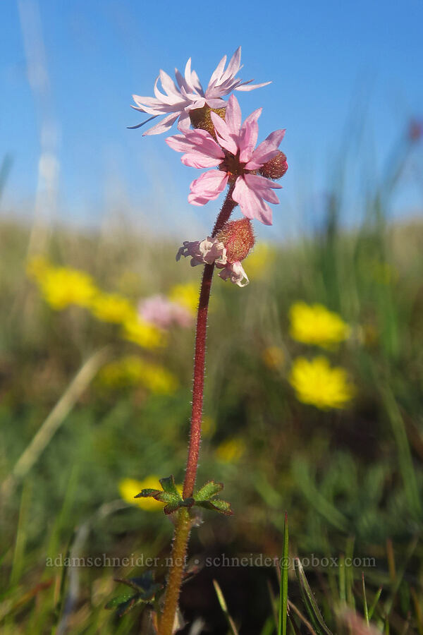 prairie stars (Lithophragma glabrum) [Rowena Plateau, Wasco County, Oregon]