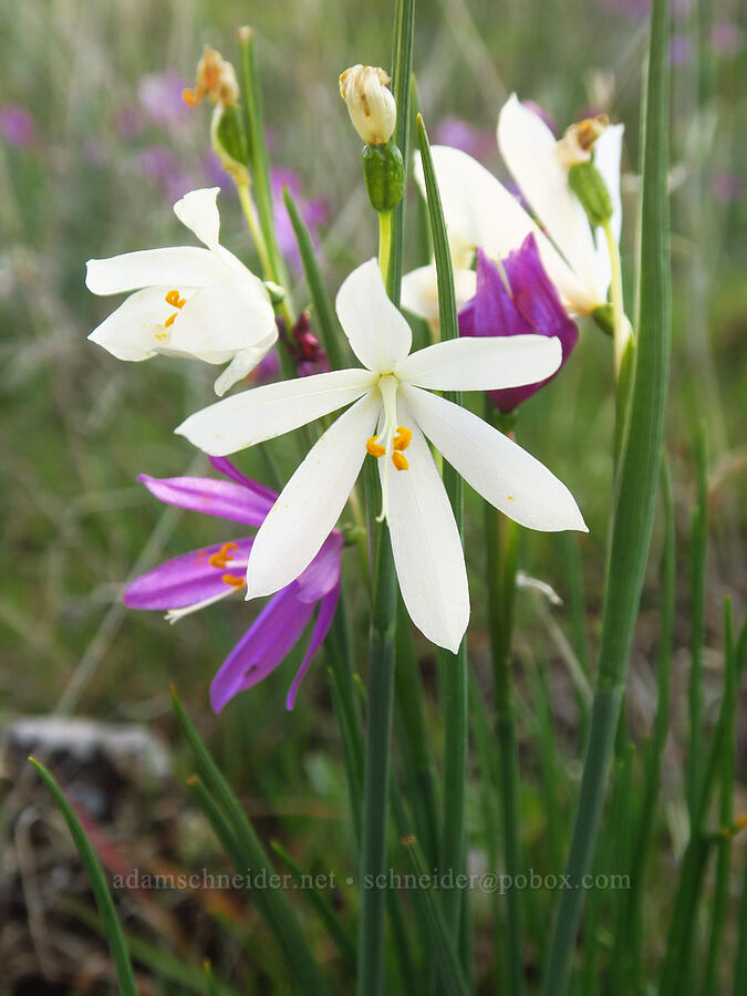 white grass-widows (Olsynium douglasii) [Rowena Plateau, Wasco County, Oregon]