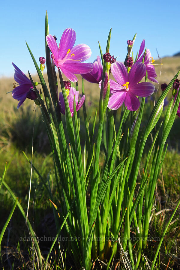 striped grass-widows (Olsynium douglasii) [Rowena Plateau, Wasco County, Oregon]