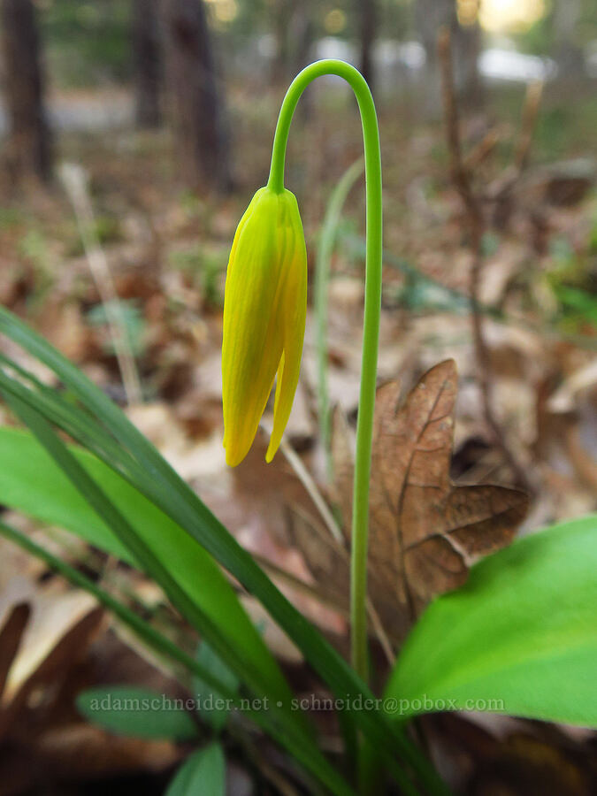 glacier lily, budding (Erythronium grandiflorum) [Rowena Curves, Mayer State Park, Wasco County, Oregon]