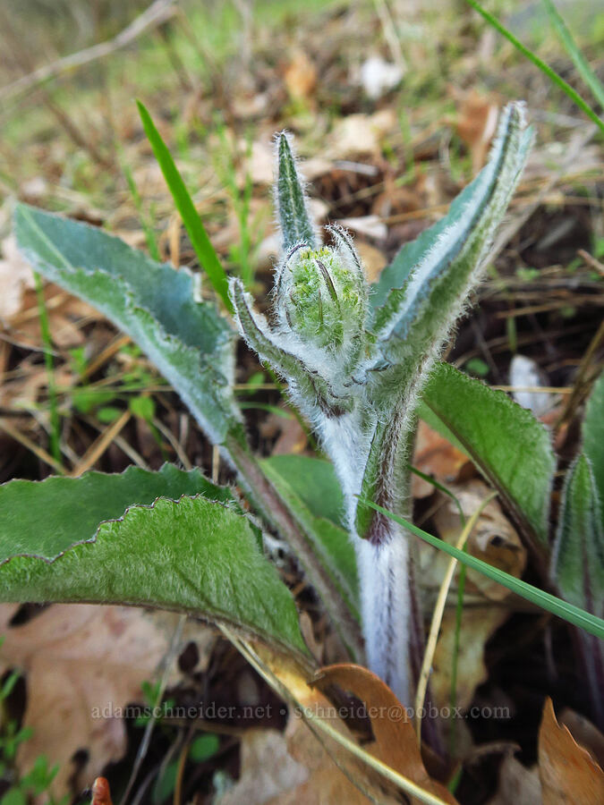 western groundsel, budding (Senecio integerrimus) [Rowena Curves, Mayer State Park, Wasco County, Oregon]