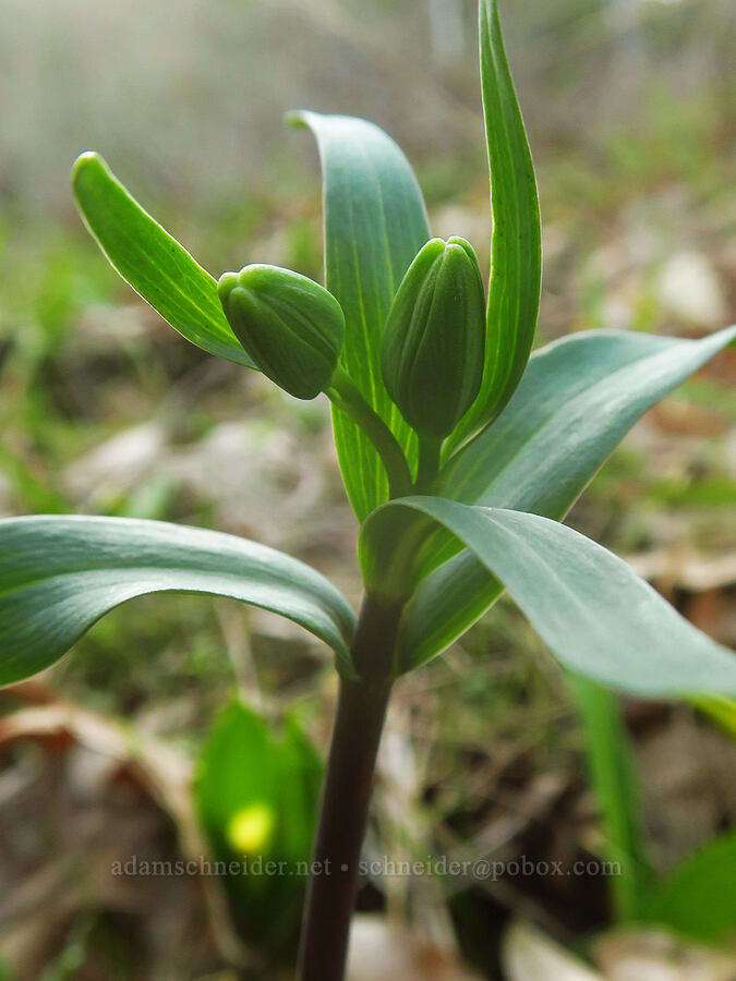 chocolate lily, budding (Fritillaria affinis) [Rowena Curves, Mayer State Park, Wasco County, Oregon]